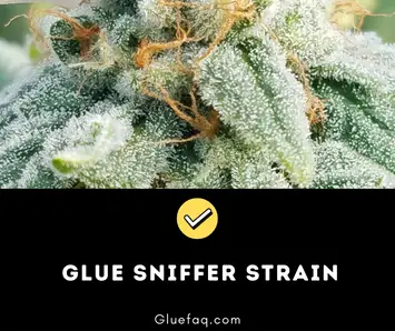 Glue Sniffer