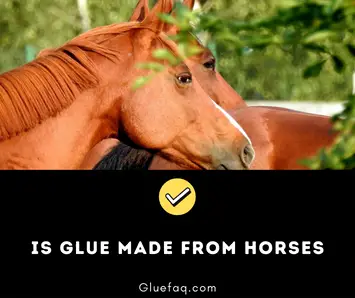 Glue made from Horses