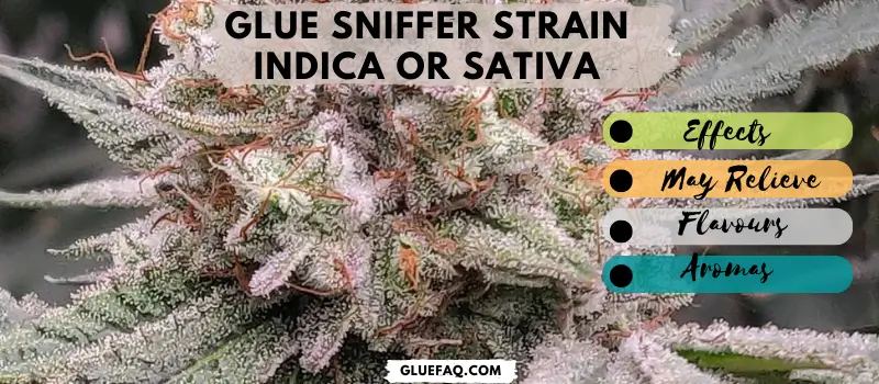 Glue sniffer strain Indica or Sativa